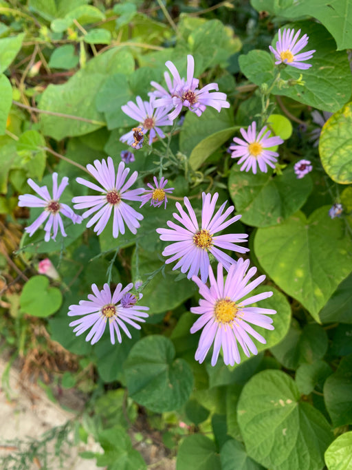 Purple flowers with green leaves in a natural setting