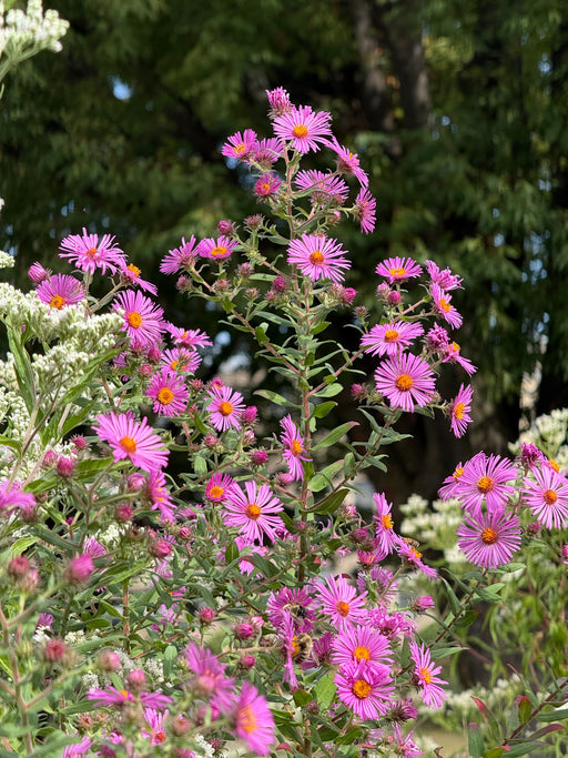 Close-up of pink flowers with green leaves against a blurred natural background