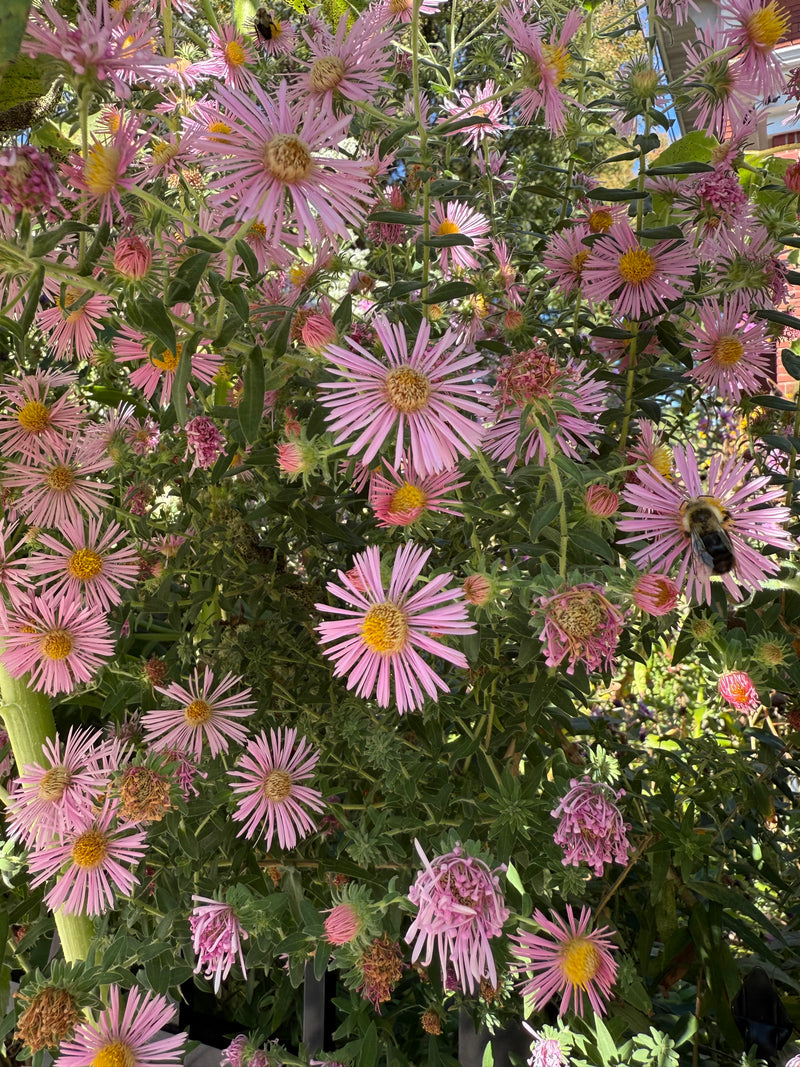 Close-up of pink flowers with green leaves