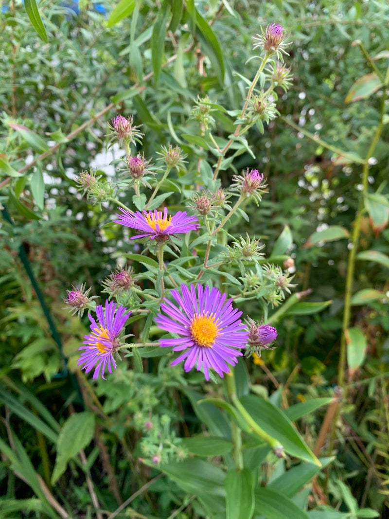 Purple flower with green leaves in a natural setting