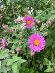 Pink flowers with yellow centers amidst green foliage