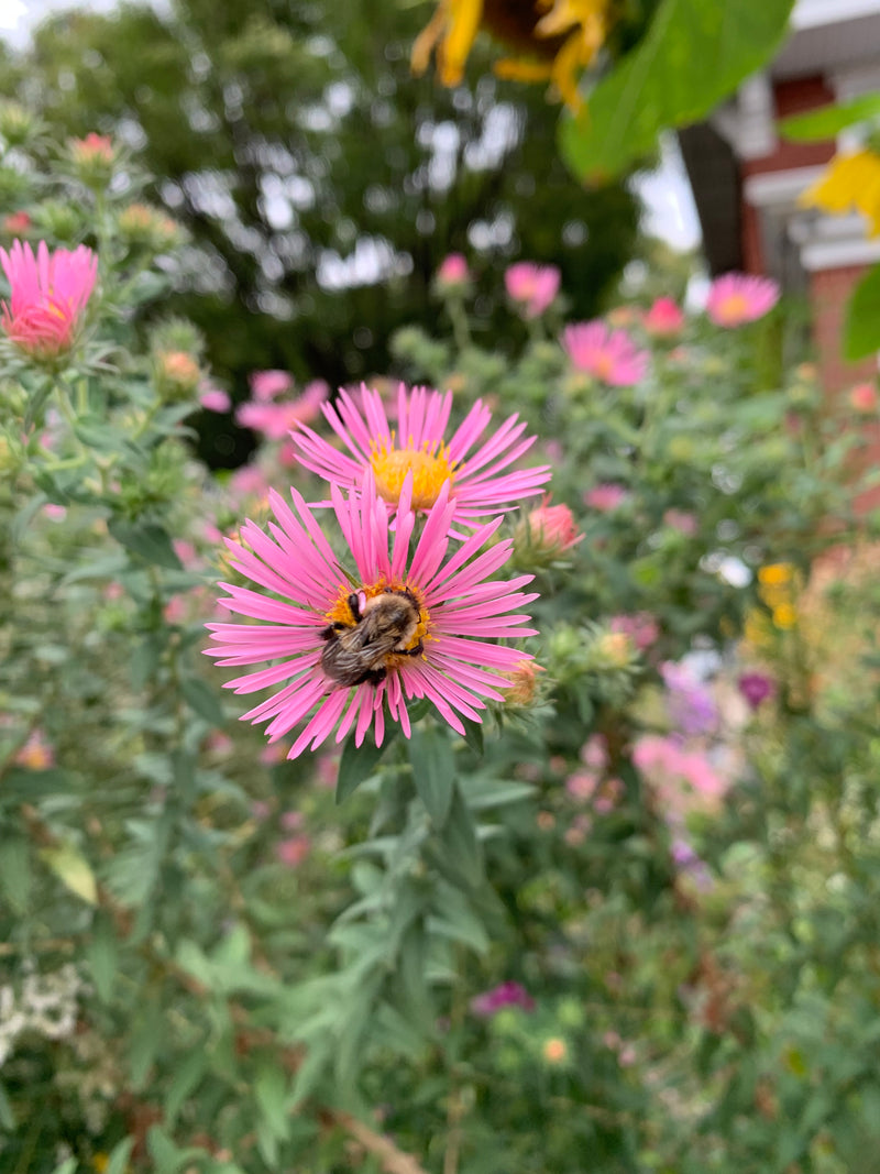 Bee on a pink flower with a blurred garden background