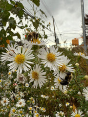 Bees on white flowers with a blurred background