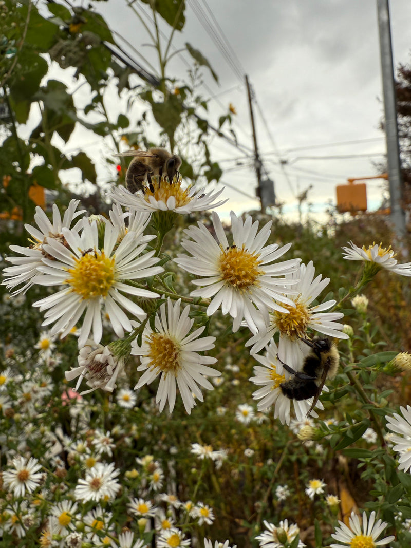 Bees on white flowers with a blurred background