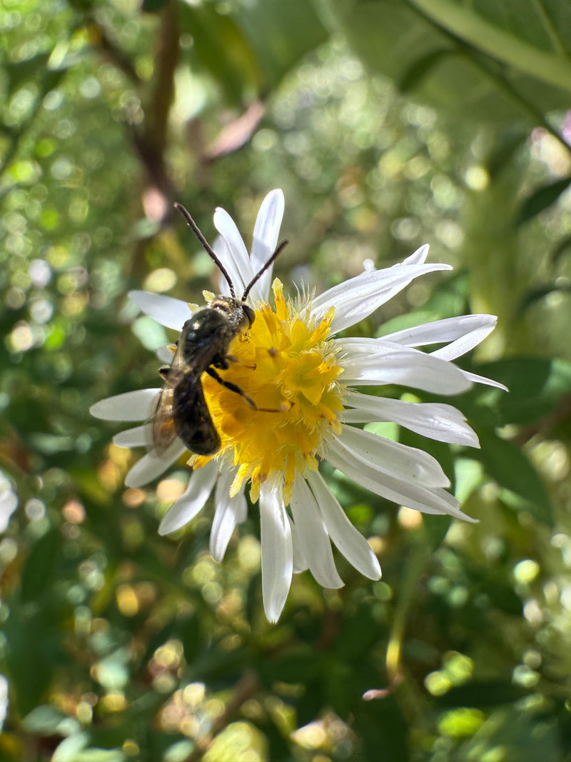 Small bee on a white flower with yellow center, surrounded by green foliage