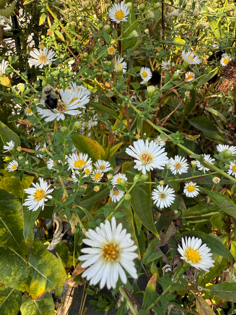 White flowers with yellow centers on green leaves