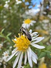 Insect on a white flower with a blurred natural background