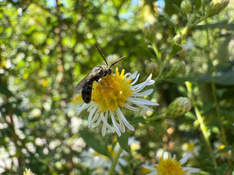 Bee on a yellow and white flower with a blurred green background