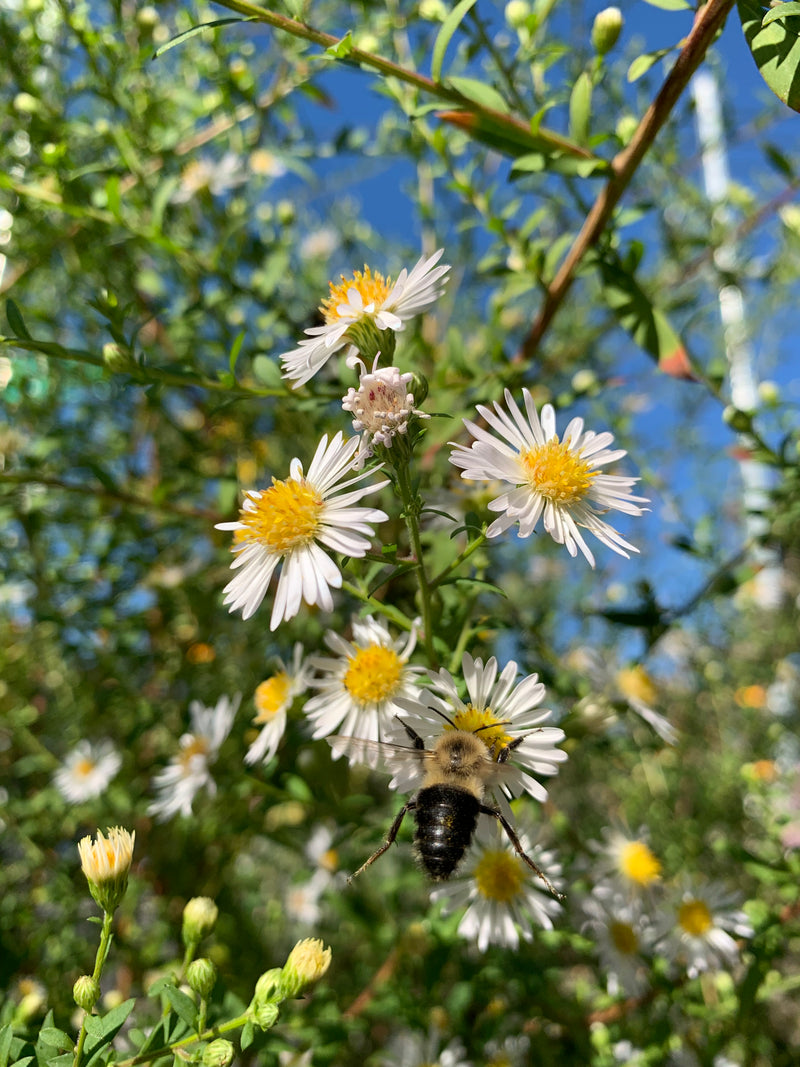 Bee on a white flower with a blurred natural background