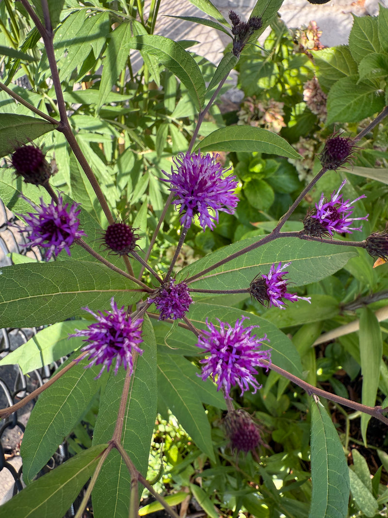 Purple flowers with green leaves on a natural background