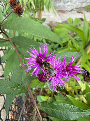 Purple flower with a leafcutter bee on it, surrounded by green leaves.