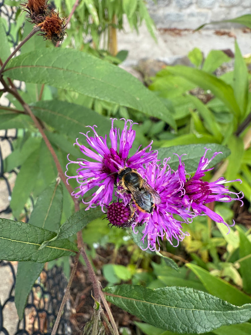 Purple flower with a leafcutter bee on it, surrounded by green leaves.