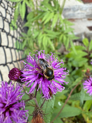 Bee on a purple flower with a blurred green background