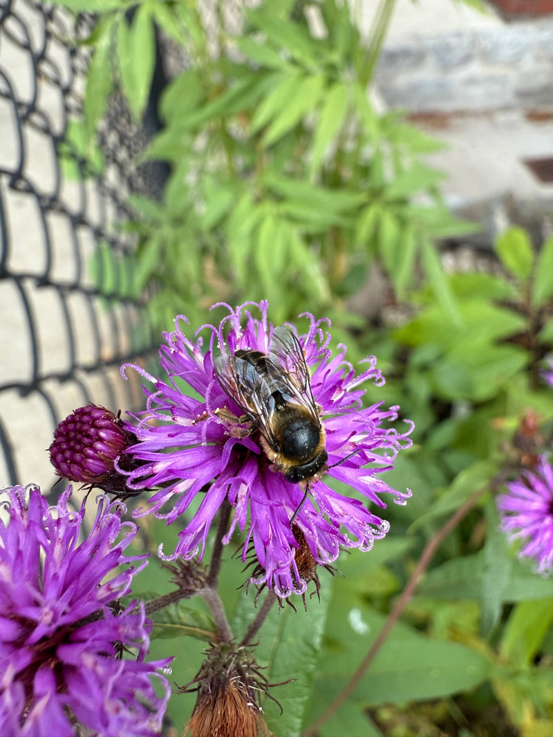 Bee on a purple flower with a blurred green background