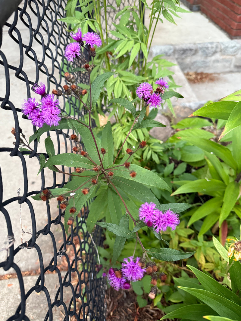 Purple flowers with green leaves next to a fence