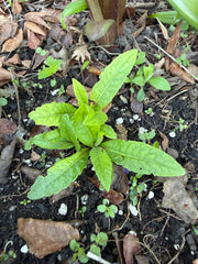 Young green plant growing in soil with some dry leaves around