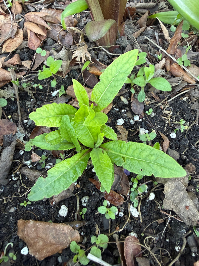 Young green plant growing in soil with some dry leaves around