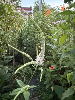 Potted Native Plants (various species, local Astoria, NY pickup only)