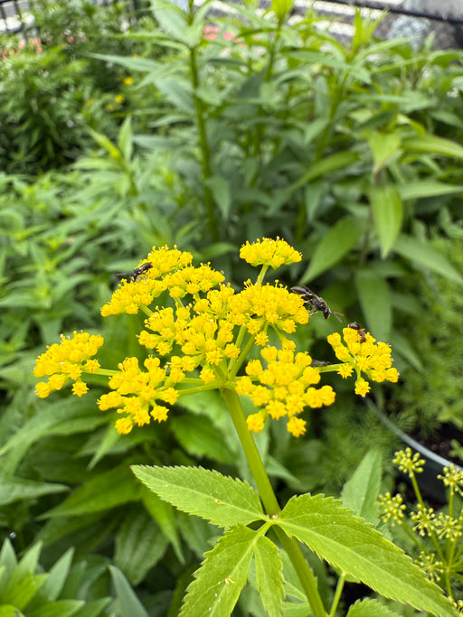 Small yellow flowers with green leaves in a natural setting