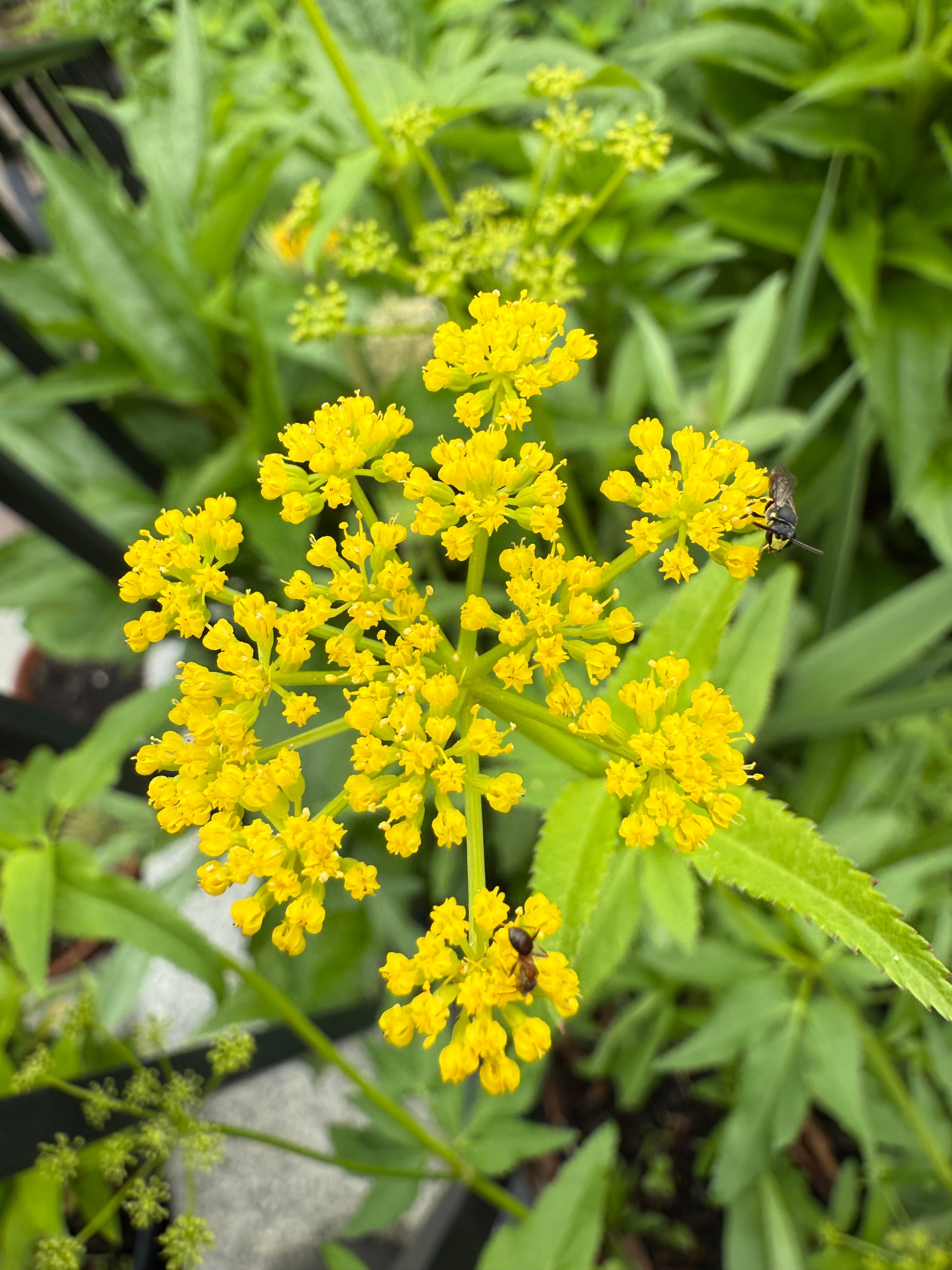 Yellow-Faced Bee on yellow flowers with green leaves and a bee on a blurred natural background