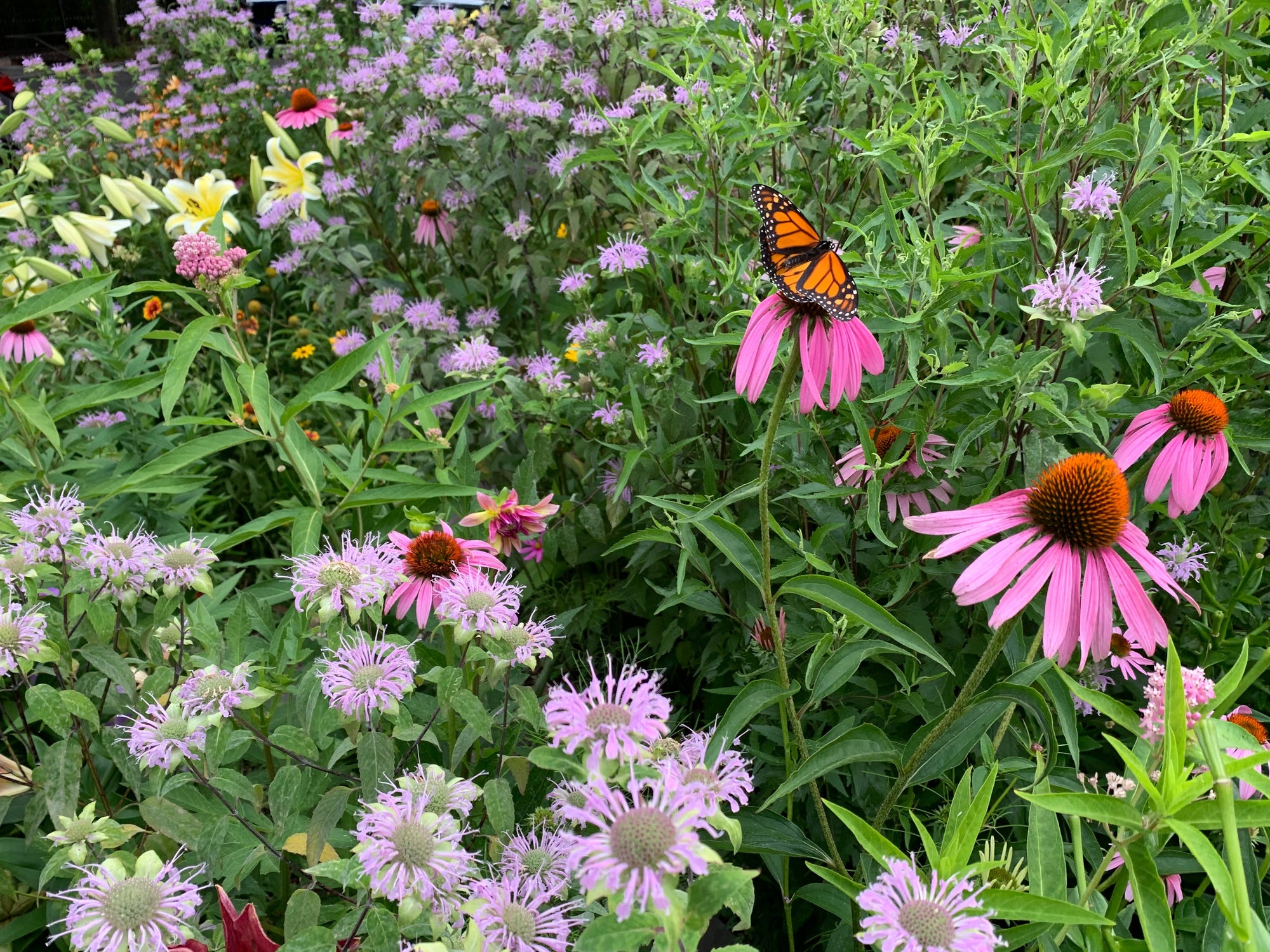 Butterfly on pink flower surrounded by green foliage and various flowers