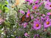 Monarch butterfly on a purple flower with a blurred garden background