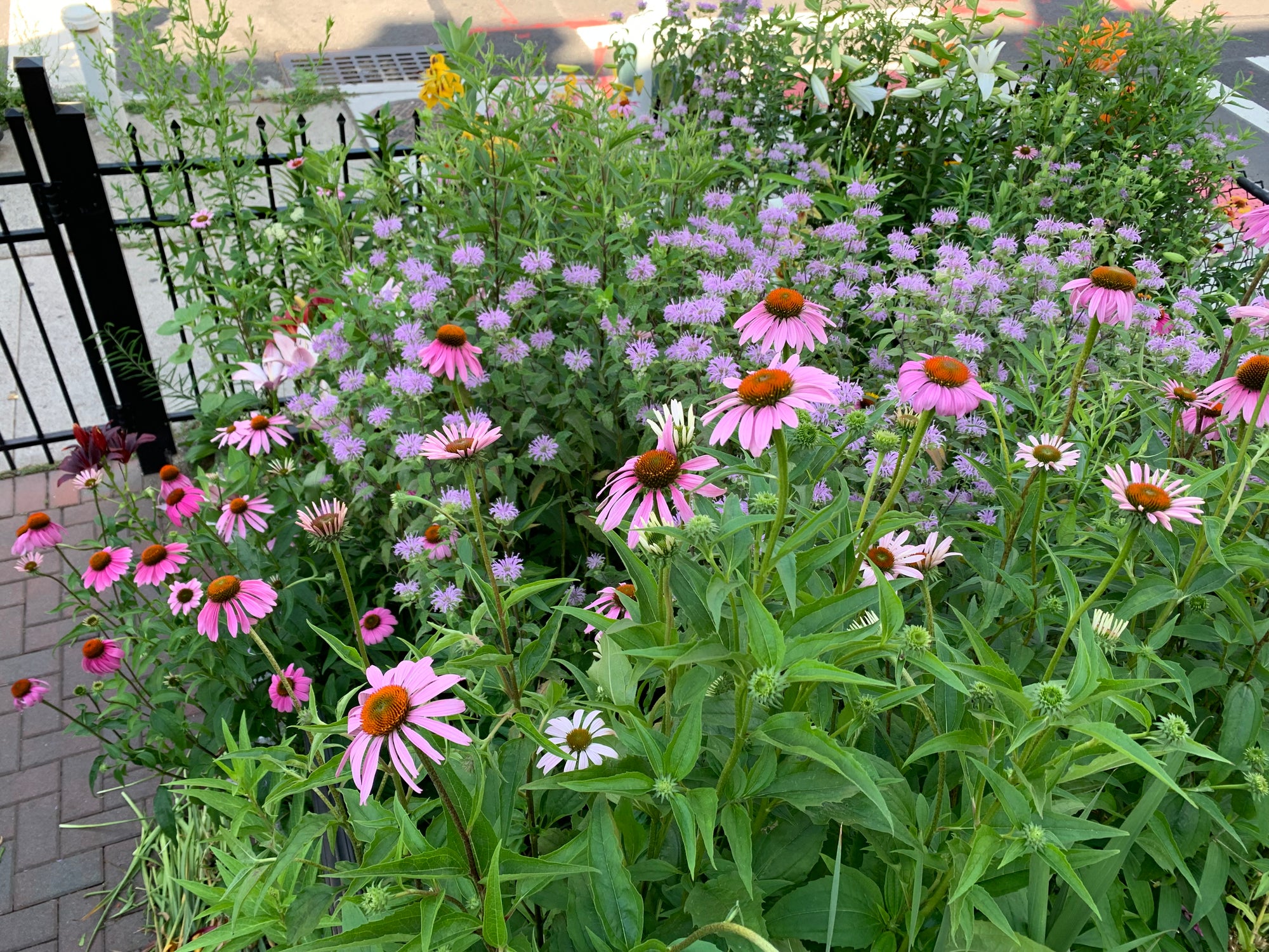Purple flowers with green leaves in a garden setting