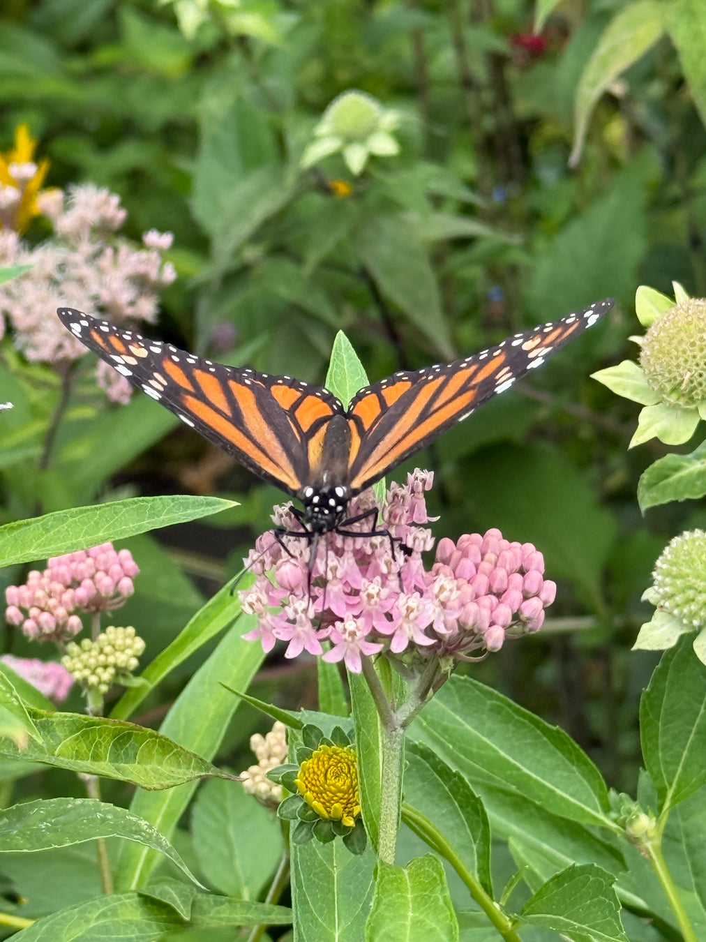 Monarch butterfly on a pink flower with green leaves in the background