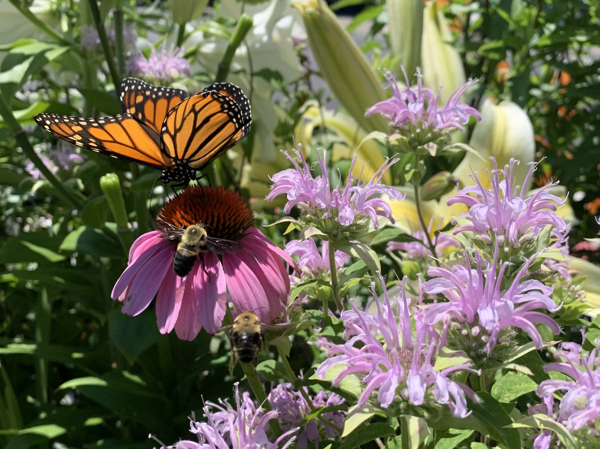 Butterfly and bee on a pink flower with green foliage