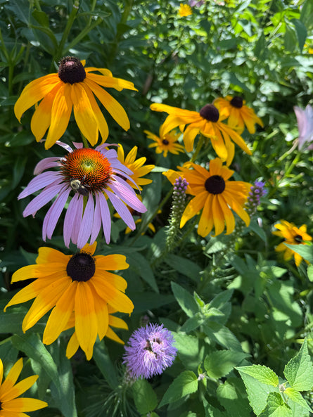 Colorful garden with yellow and purple flowers